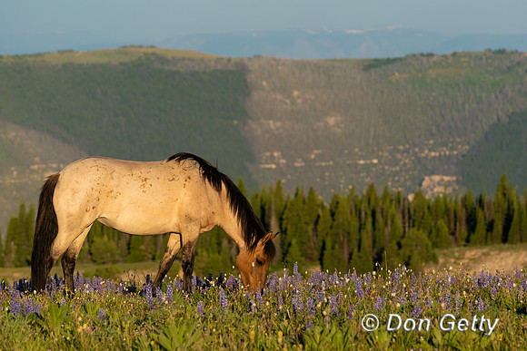 Horse_DSC04243