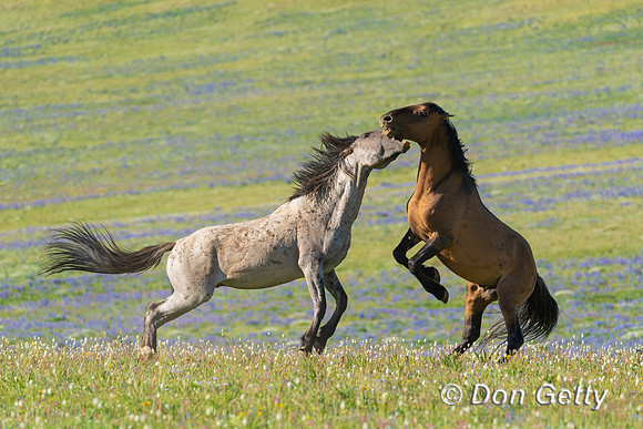 Horse_DSC04351