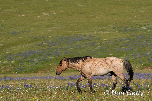 Horse_DSC04466