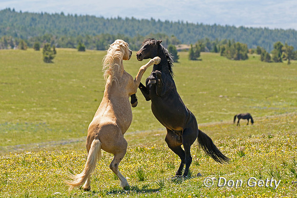 Horse_DSC04522