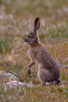 Black-tailed Jackrabbit
