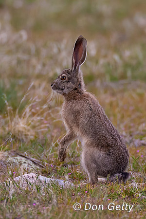 Black-tailed Jackrabbit