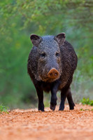Javelina_45T0026