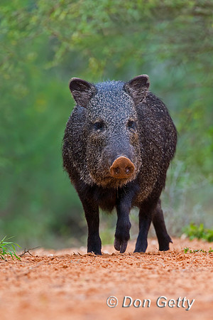 Javelina_45T0026