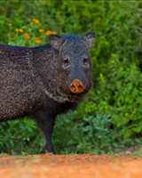 Javelina