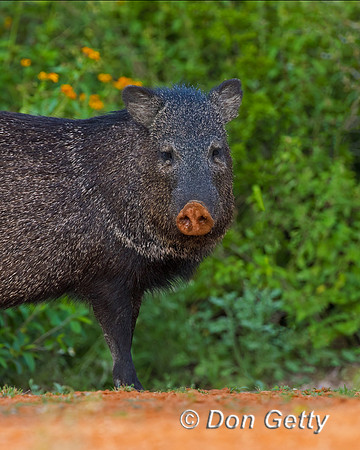 Javelina_2C8A8831