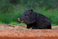 Javelina_45T7555