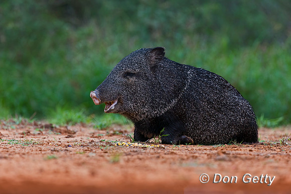 Javelina_45T7555