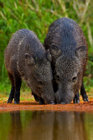 Javelina_2C8A9530