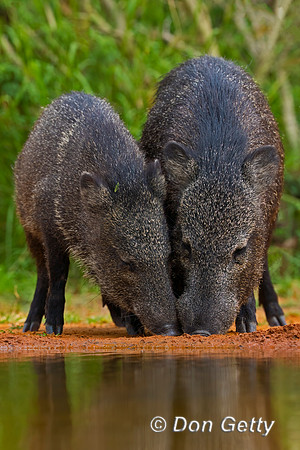 Javelina_2C8A9530
