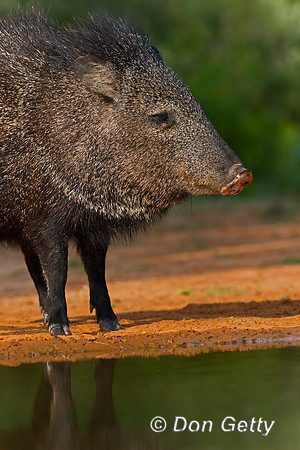 Javelina_2C8A8775