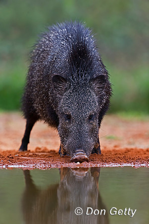 Javelina_45T7681