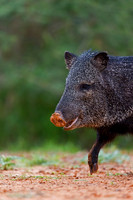 Javelina_45T7705