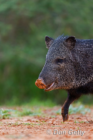 Javelina_45T7705