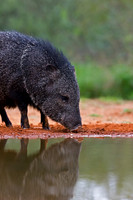Javelina_45T7909