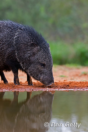 Javelina_45T7909