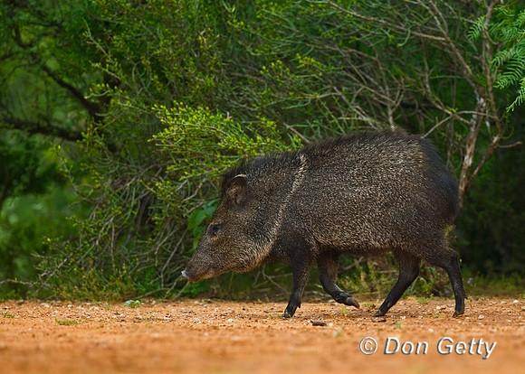 Javelina_45T7984