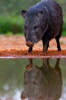 Javelina_45T7928