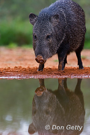 Javelina_45T7928