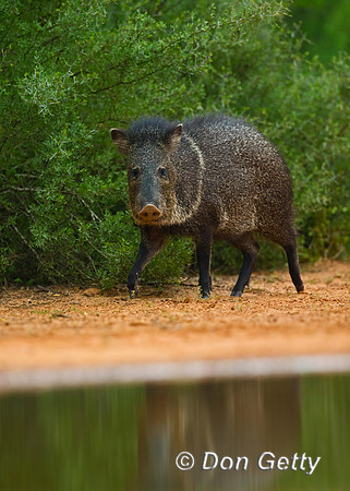 Javelina_45T7990
