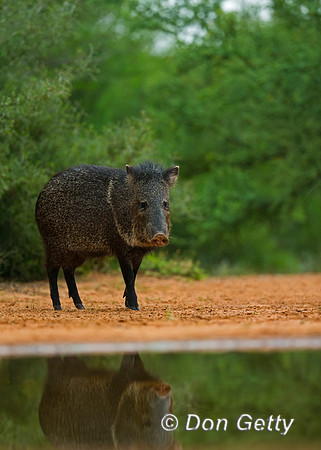 Javelina_45T8063
