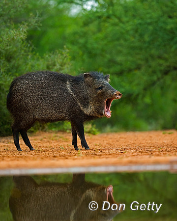 Javelina_45T8093