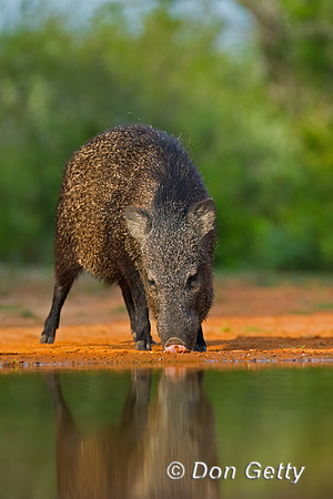 Javelina_45T8490