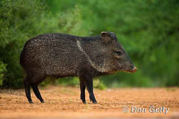 Javelina_45T8113