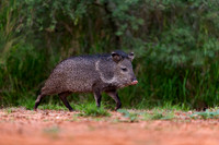 Javelina_45T8154