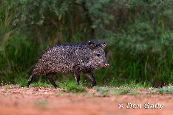 Javelina_45T8154