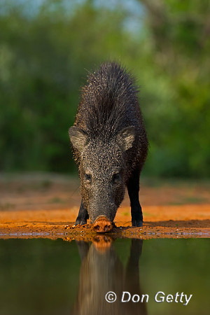 Javelina_45T8565