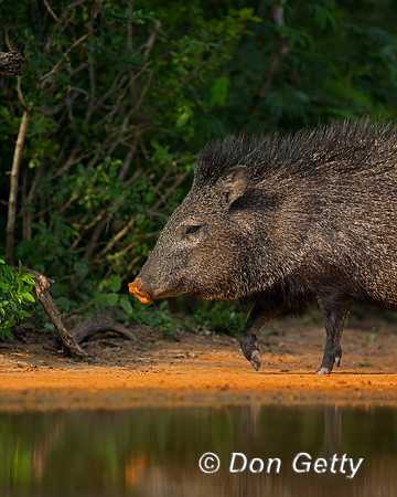 Javelina_45T8517