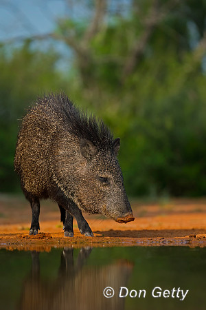 Javelina_45T8575