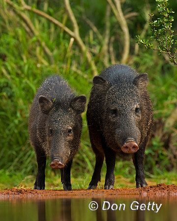 Javelina_45T9057