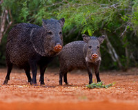 Javelina_45T9411