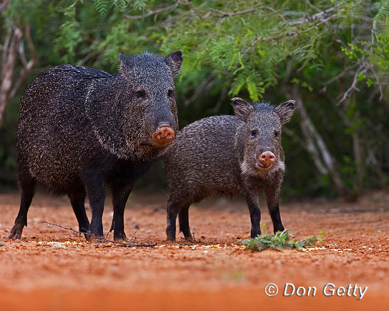 Javelina_45T9411