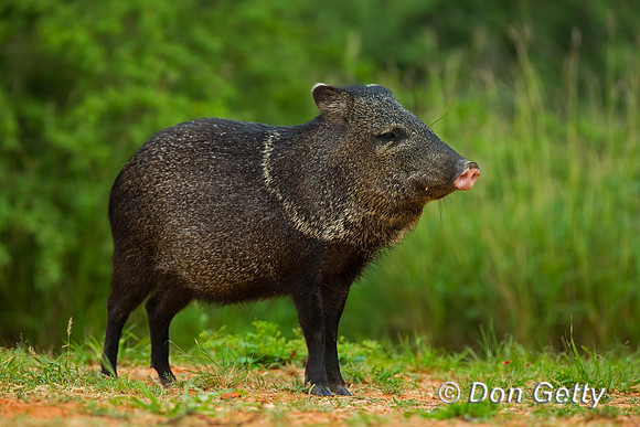 Javelina_45T8844