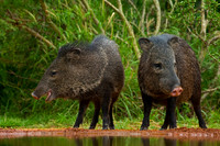 Javelina_45T9098