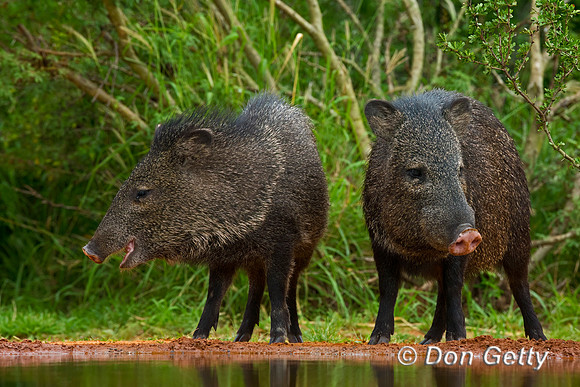 Javelina_45T9098