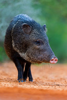 Javelina_45T9457