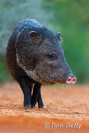 Javelina_45T9457