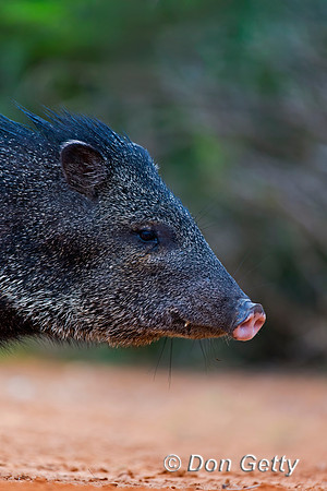 Javelina_45T9462