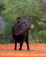 Javelina_45T9572
