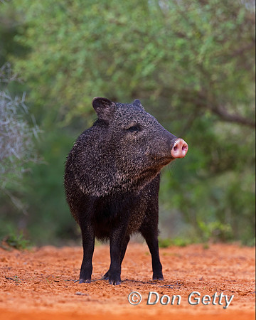 Javelina_45T9572
