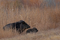 Javelina, "Pecari tajacu"