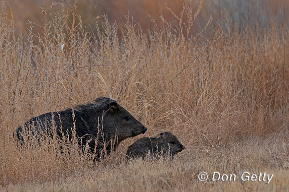 Javelina, "Pecari tajacu"