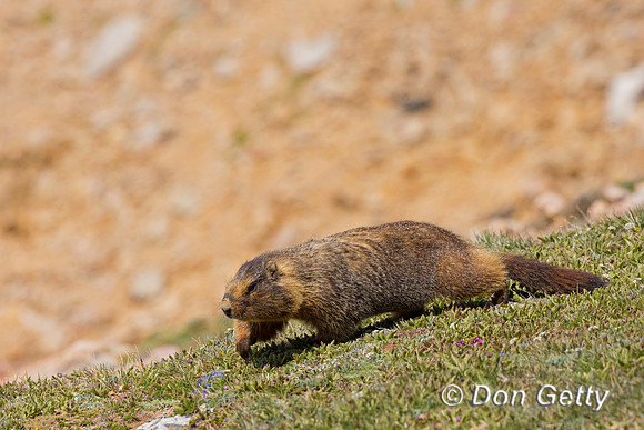 Yellow-bellied Marmot