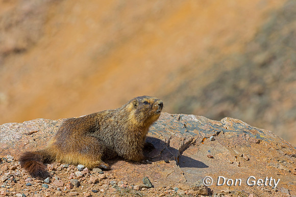 Yellow-bellied Marmot