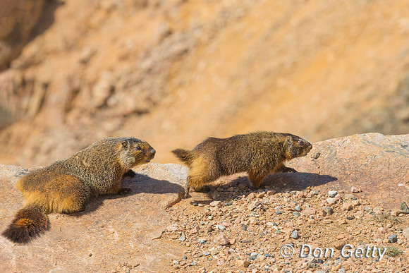 Yellow-bellied Marmot
