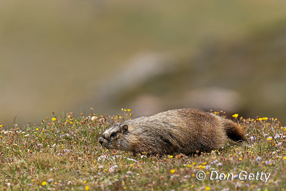Yellow-bellied Marmot